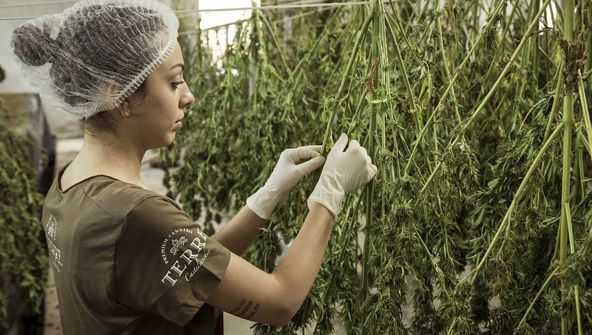 hemp